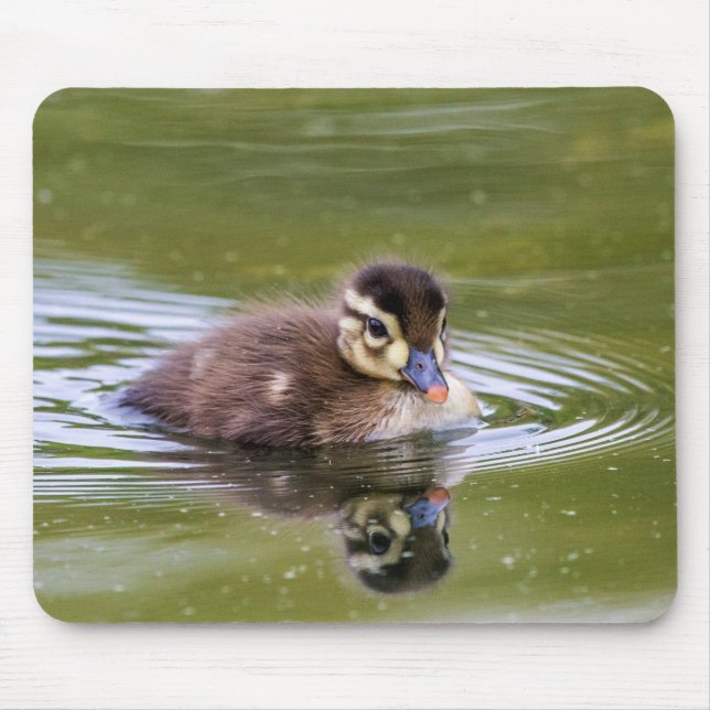 Mallard Duckling Musmatta (Framsidan)