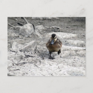 Mallard Duckling Photo Vykort
