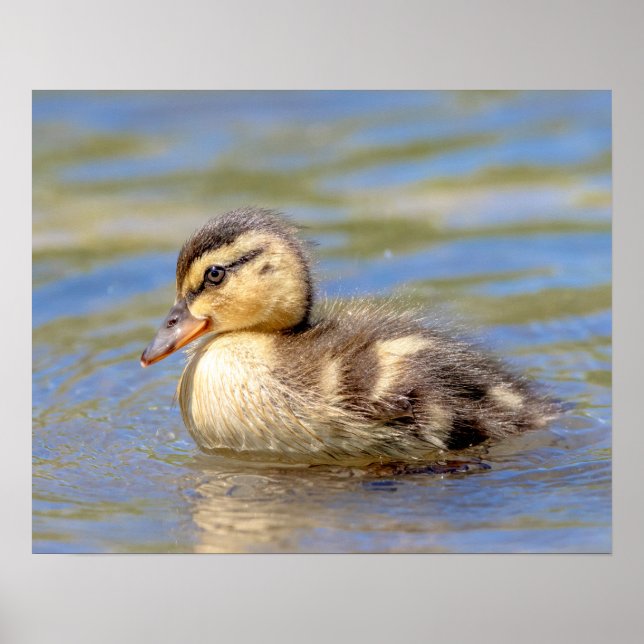 Mallard Duckling Poster (Framsidan)