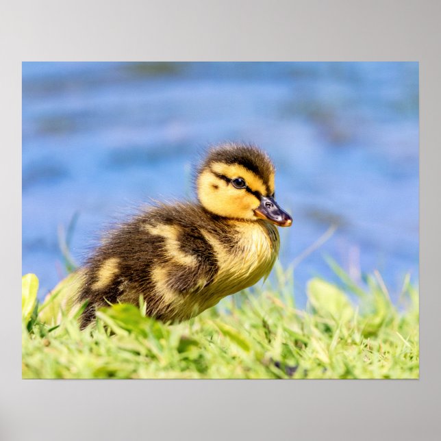Mallard Duckling Poster (Framsidan)