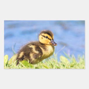 Mallard Duckling Rektangulärt Klistermärke
