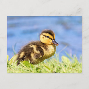 Mallard Duckling Vykort