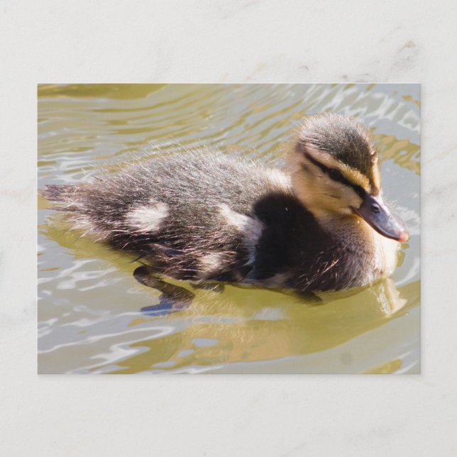 Mallard Duckling Vykort (Framsida)