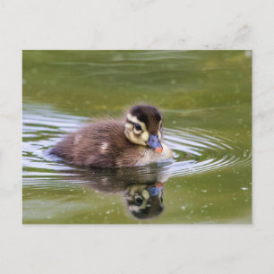 Mallard Duckling Vykort