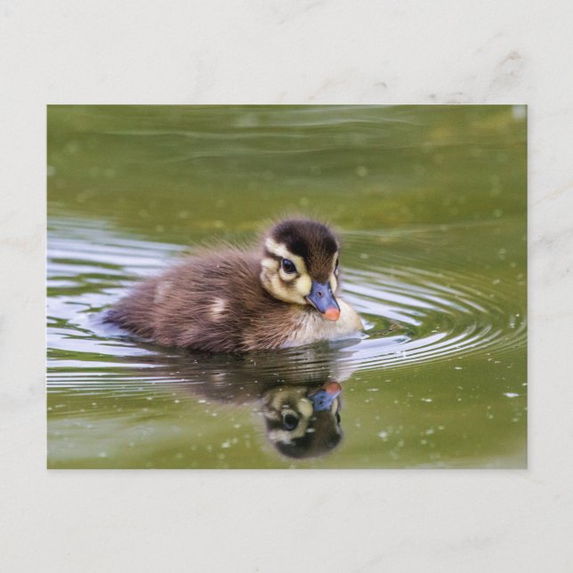 Mallard Duckling Vykort (Framsida)