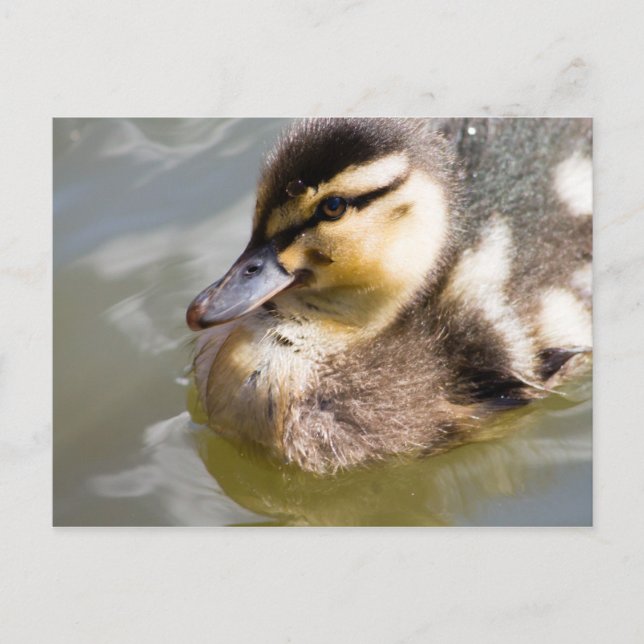 Mallard Duckling Vykort (Framsida)