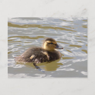 Mallard Duckling Vykort