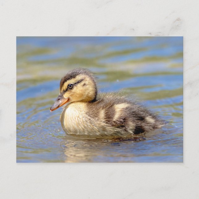 Mallard Duckling Vykort (Framsida)