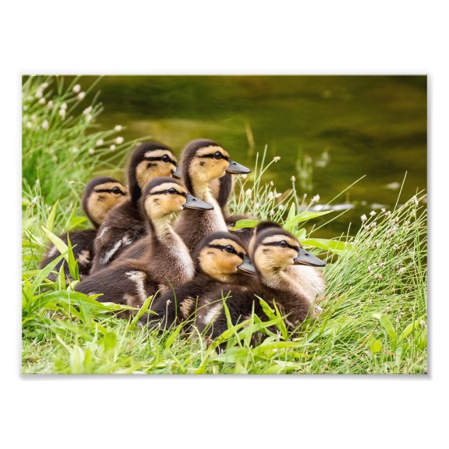 Mallard Ducklings Fototryck (Framsidan)