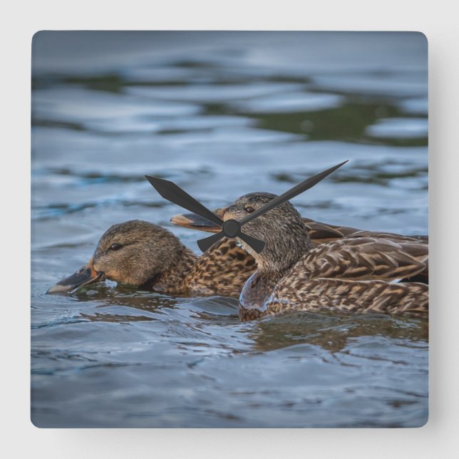 Mallard Ducklings Fyrkantig Klocka (Framsida)
