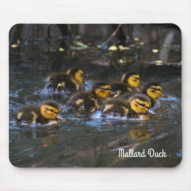 Mallard Ducklings Musmatta (Framsidan)