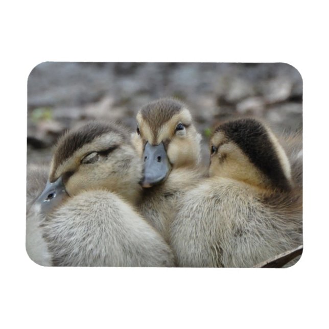 Mallard Ducklings Snuggling! Magnet (Horisontell)