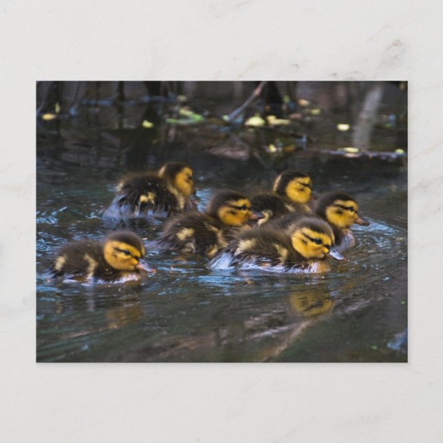 Mallard Ducklings Vykort (Framsida)