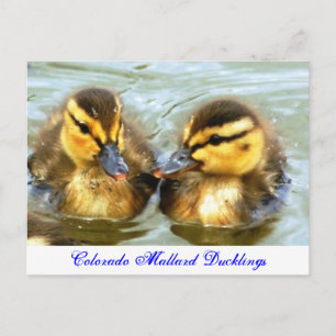Mallard Ducklings Vykort