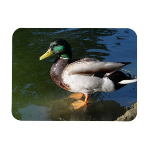 Mallard DuckPhoto Magnet