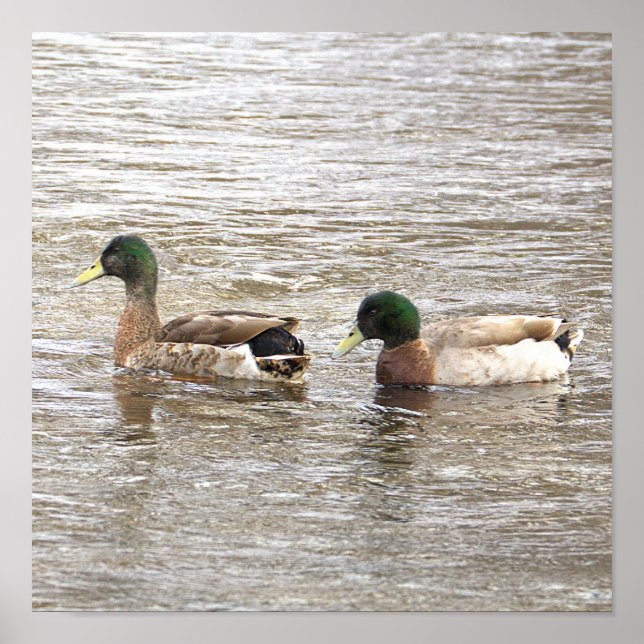 Mallard Ducks Photo Poster (Framsidan)