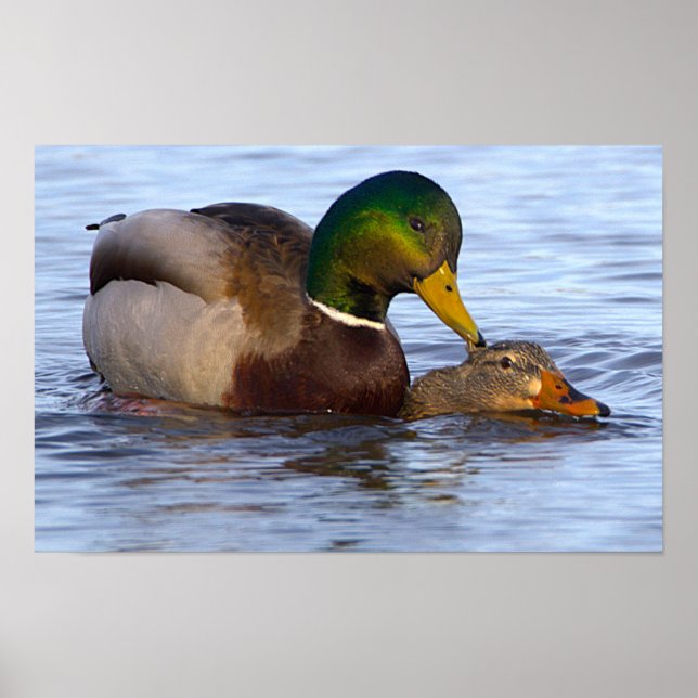 Mallard Ducks Poster (Framsidan)
