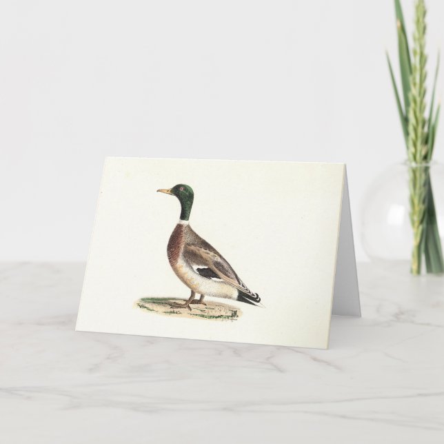 Mallard eller Vild Anka (Anas platyrhynchos) Kort (Framsida)