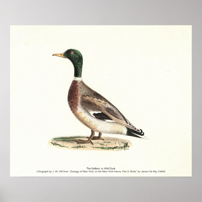 Mallard eller Vild Anka (Anas platyrhynchos) Poster (Framsidan)