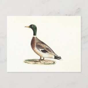 Mallard eller Vild Anka (Anas platyrhynchos) Vykort