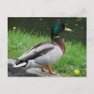 Mallard - Fågelvykort Vykort