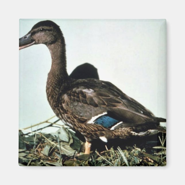 Mallard Female Magnet (Framsidan)