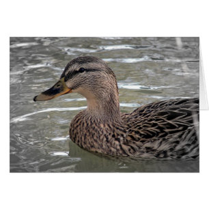 Mallard Hen Hälsningskort
