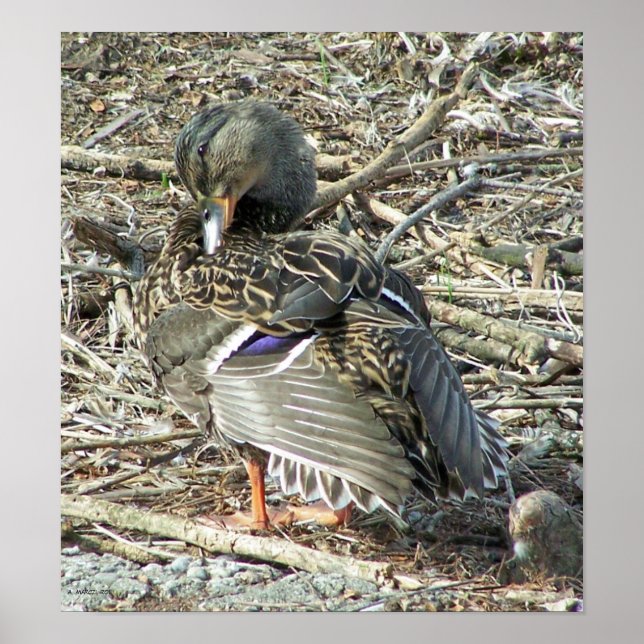 Mallard-hen Monroe Poster (Framsidan)
