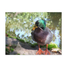 Mallard i Boise Postcard
