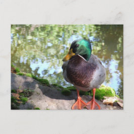 Mallard i Boise Postcard Vykort