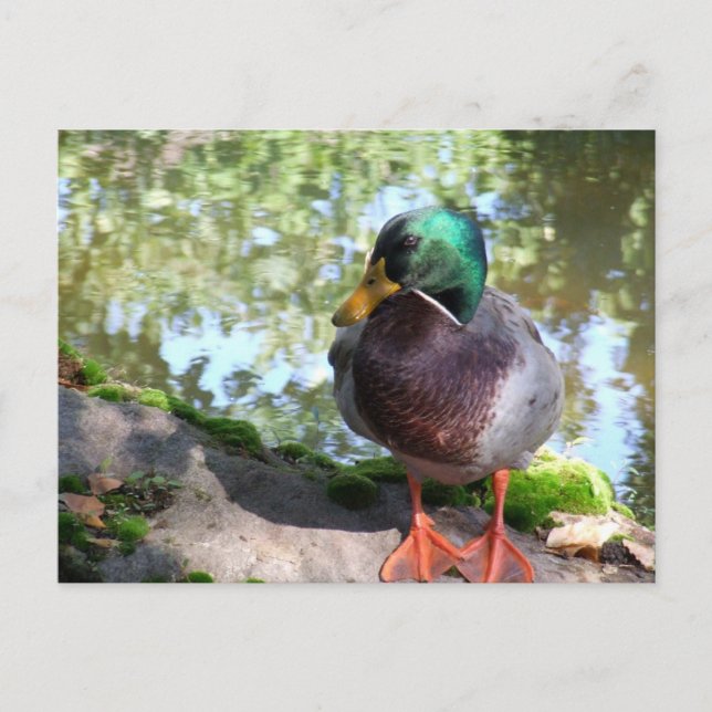 Mallard i Boise Postcard Vykort (Framsida)