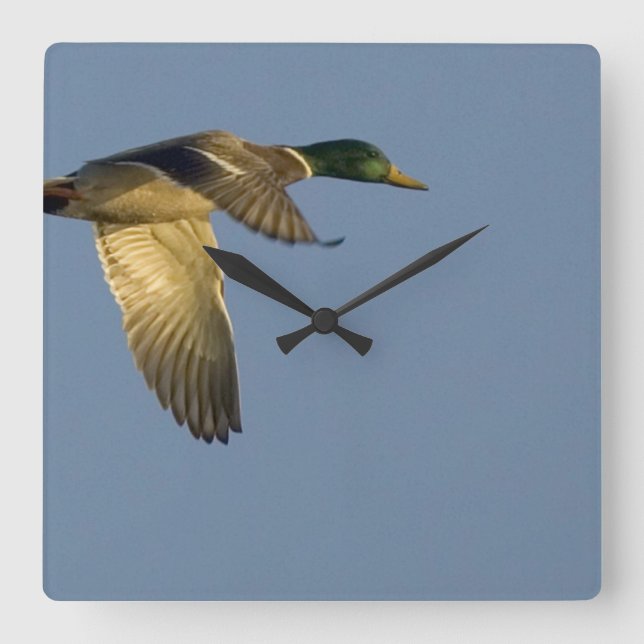 Mallard i väggklocka på flygplansruta (Framsida)