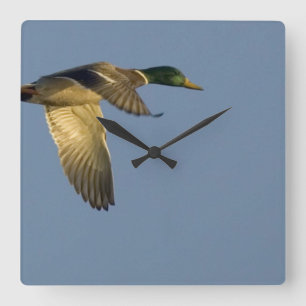 Mallard i väggklocka på flygplansruta