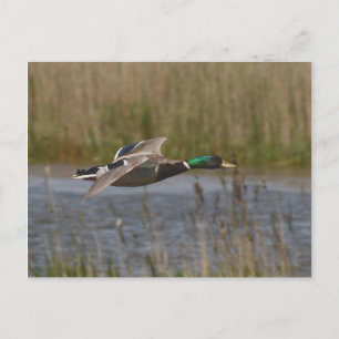 Mallard i vykort för flygning