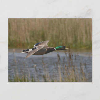 Mallard i vykort för flygning