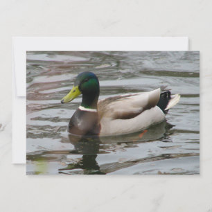 Mallard Inbjudningar