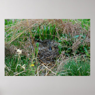 Mallard inkuberar sina ägg poster