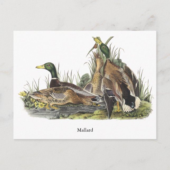 Mallard, John Audubon Vykort (Framsida)