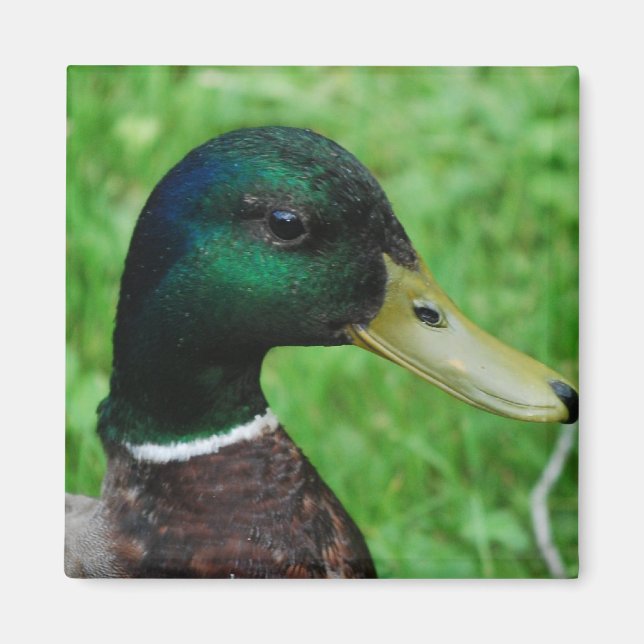 Mallard Magnet (Framsidan)