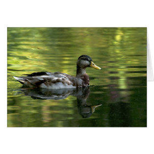 Mallard Mirrored på Grönten Vatten Hälsningskort