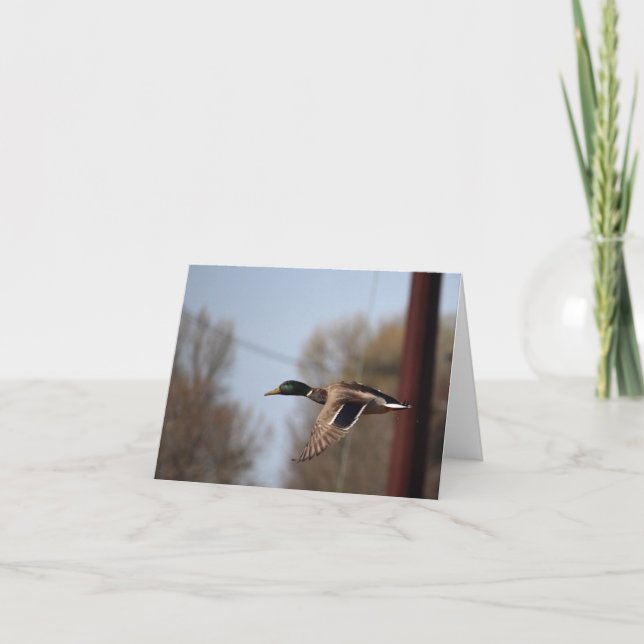 Mallard Note Card Kort (Framsida)