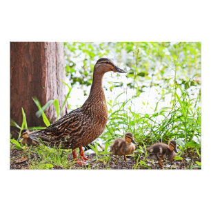 Mallard och Ducklings av Shirley Taylor Fototryck