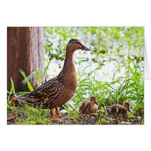 Mallard och Ducklings av Shirley Taylor Hälsningskort