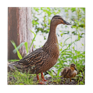 Mallard och Ducklings av Shirley Taylor Kakelplatta