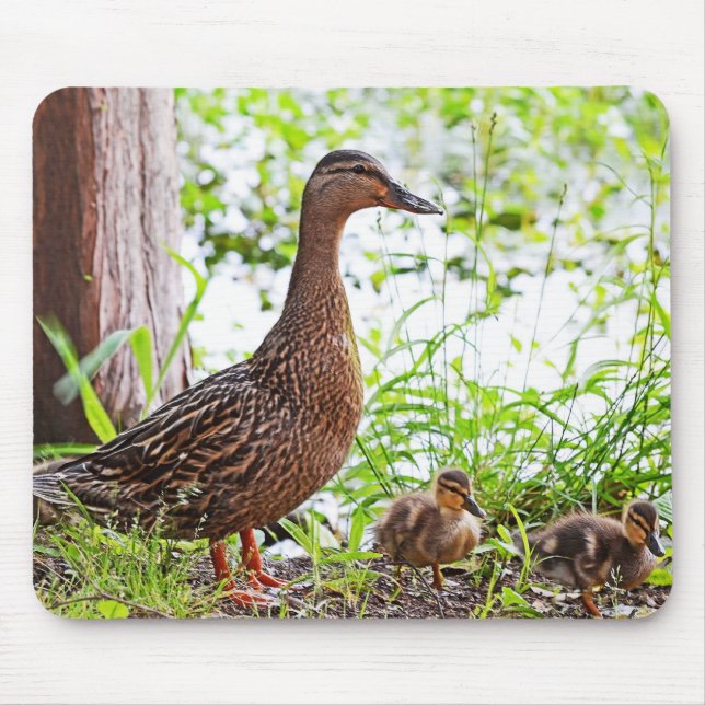Mallard och Ducklings av Shirley Taylor Musmatta (Framsidan)