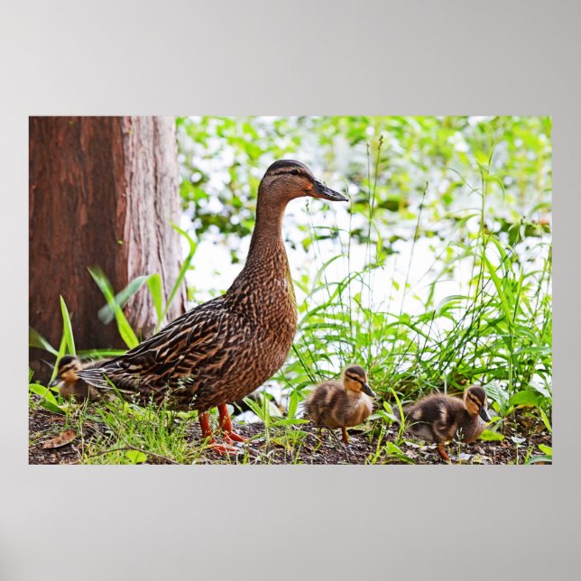Mallard och Ducklings av Shirley Taylor Poster (Framsidan)