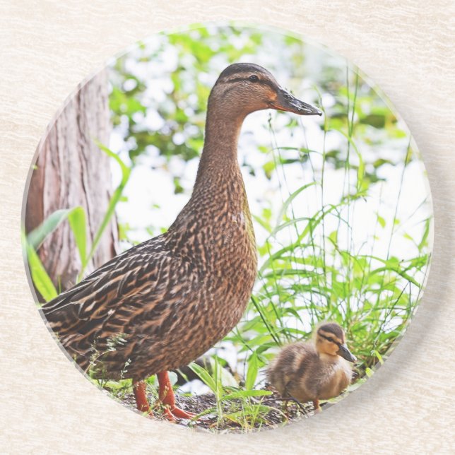 Mallard och Ducklings av Shirley Taylor Underlägg (Framsidan)
