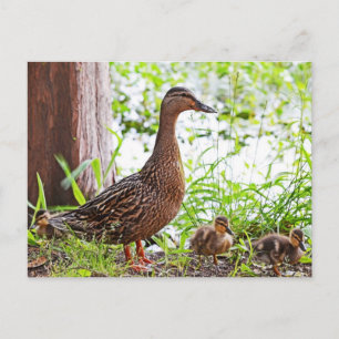 Mallard och Ducklings av Shirley Taylor Vykort