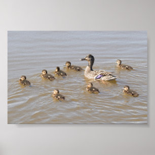 Mallard och Ducklings Poster