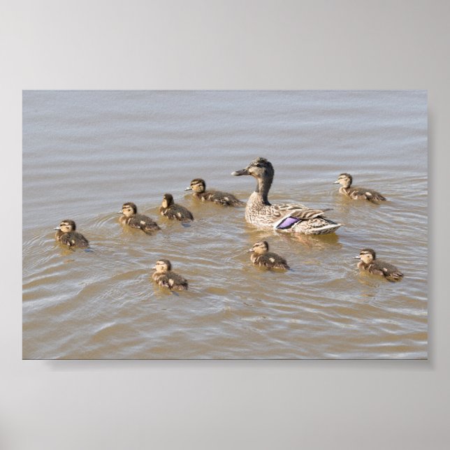 Mallard och Ducklings Poster (Framsidan)